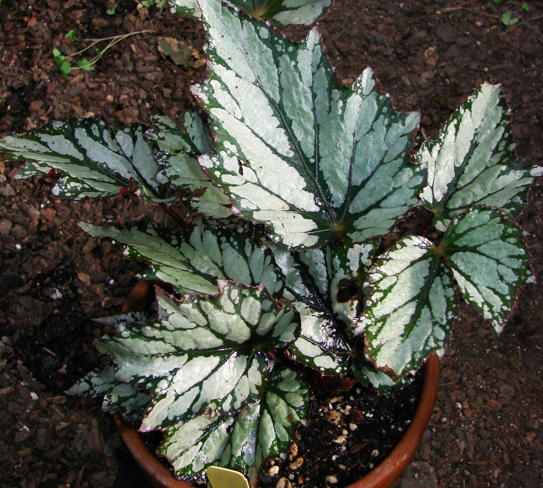B. ‘Lady Ingeborg’